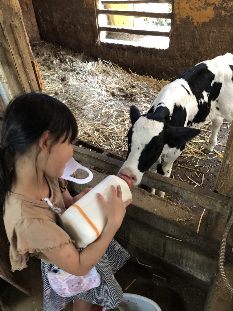 ミルクやり（１回に２Lのミルクを1日3回飲のんでるよ）