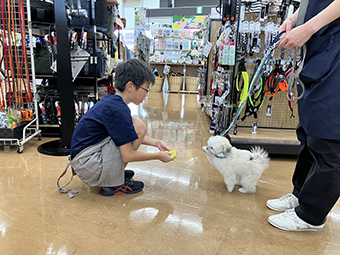 子犬たちの人馴れトレーニング体験(松山枝松店)