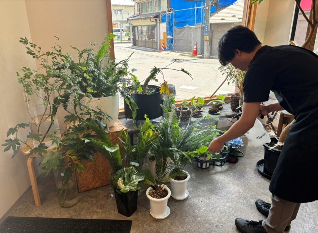 観葉植物の管理