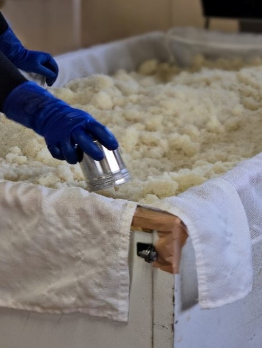 米麹作り　種麹菌をふる