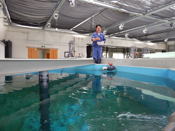 稚魚へのエサやり