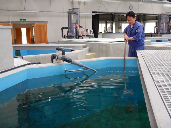 水そうのそうじ