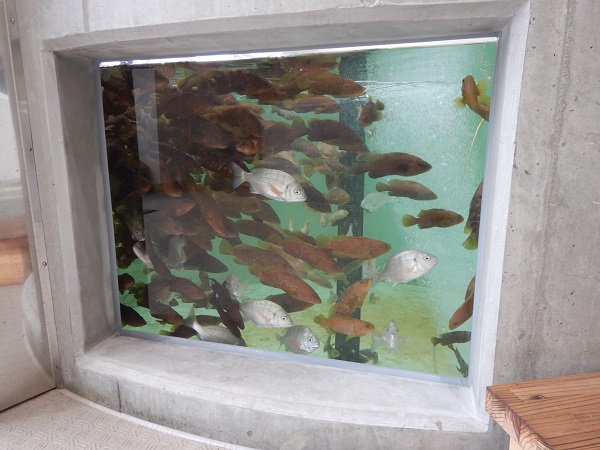 魚の説明